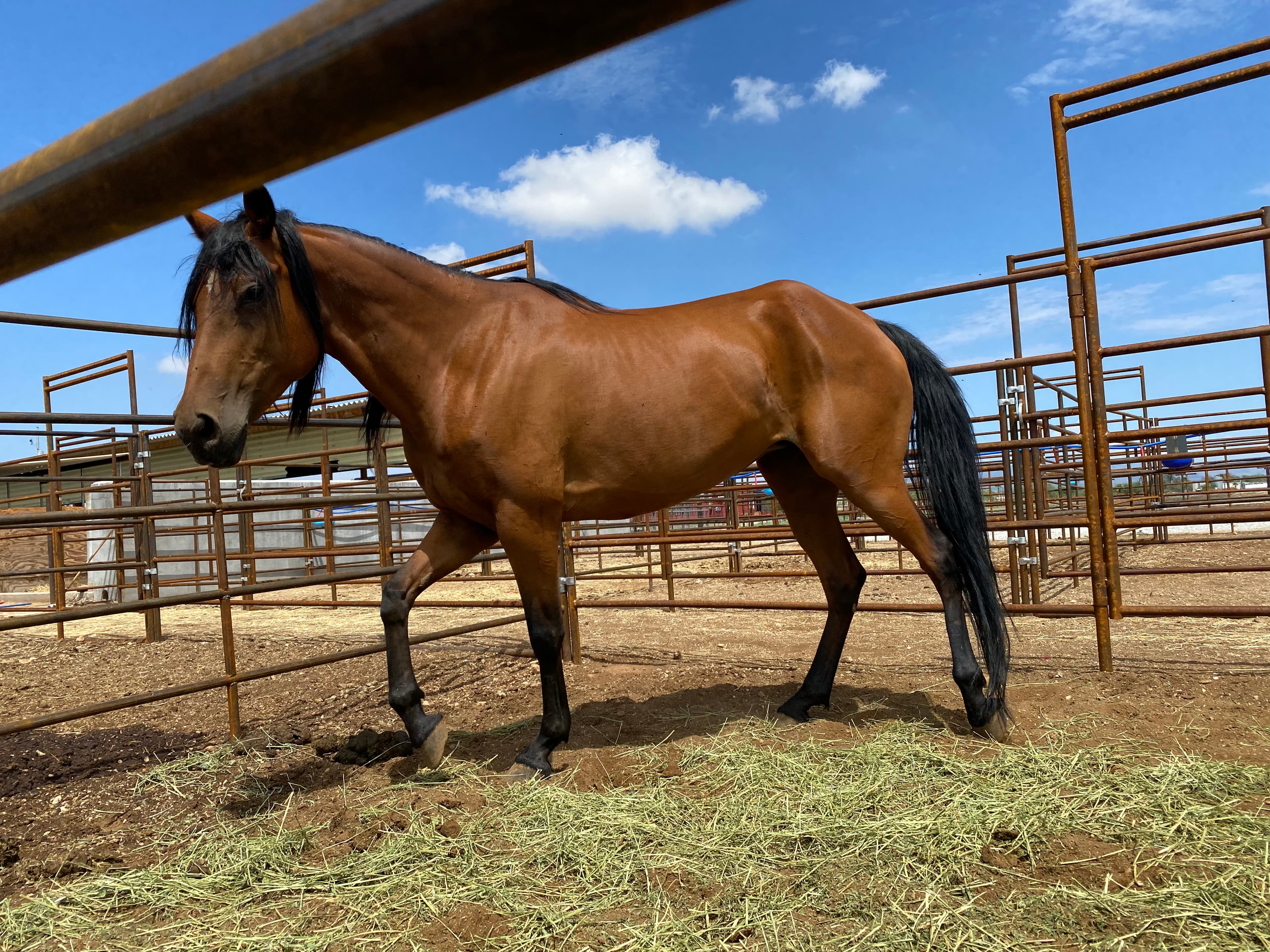 Horse at Murphy's Livestock Auction